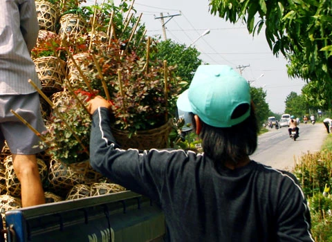 Làng hoa Sa Đéc rực rỡ sắc xuân ảnh 10