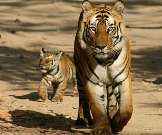 Chuyện năm Dần: Bà Mụ Cọp ảnh 1 Chuyện năm Dần: Bà Mụ Cọp ảnh 1