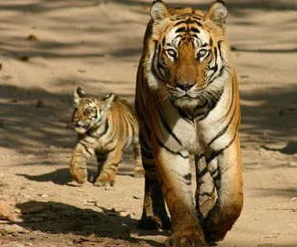 Chuyện năm Dần: Bà Mụ Cọp ảnh 1