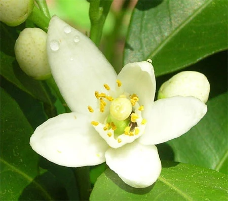 Làm đẹp từ các loài hoa Xuân ảnh 2