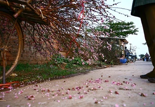 Những vườn đào nở bung dưới ánh nắng và thời tiết nóng như mùa hè. Một gốc đào bích đang nở đẹp nhất, nhưng chưa phải là Tết. Một hình ảnh quen thuộc trên nhiều vườn đào ở Nhật Tân: Những người trồng đào cặm cụi bứt những cánh hoa héo, hoa tàn khỏi cây đào để cho cây khỏi “xuống sắc”. Người nông dân này nói: Đào như thế này nếu để trong nhà thì vẫn đẹp và được lâu; nhưng mà ngoài trời và trước gió thì rụng hết… Đã đến mùa thu hoạch nhưng người trồng đào vẫn chưa thấy được niềm vui. Xe chưa đi mà hoa đã rụng. Rồi đào cũng rời vườn để vào phố, mang theo nỗi buồn, nỗi lo của người trồng, người bán.