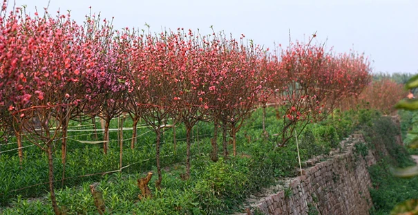 Hoa nở trong nỗi buồn ảnh 1