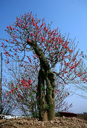Những vườn đào nở bung dưới ánh nắng và thời tiết nóng như mùa hè. Một gốc đào bích đang nở đẹp nhất, nhưng chưa phải là Tết. Một hình ảnh quen thuộc trên nhiều vườn đào ở Nhật Tân: Những người trồng đào cặm cụi bứt những cánh hoa héo, hoa tàn khỏi cây đào để cho cây khỏi “xuống sắc”. Người nông dân này nói: Đào như thế này nếu để trong nhà thì vẫn đẹp và được lâu; nhưng mà ngoài trời và trước gió thì rụng hết… Đã đến mùa thu hoạch nhưng người trồng đào vẫn chưa thấy được niềm vui. Xe chưa đi mà hoa đã rụng. Rồi đào cũng rời vườn để vào phố, mang theo nỗi buồn, nỗi lo của người trồng, người bán.