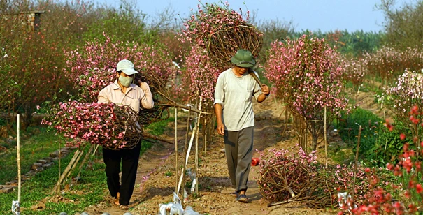 Những vườn đào nở bung dưới ánh nắng và thời tiết nóng như mùa hè. Một gốc đào bích đang nở đẹp nhất, nhưng chưa phải là Tết. Một hình ảnh quen thuộc trên nhiều vườn đào ở Nhật Tân: Những người trồng đào cặm cụi bứt những cánh hoa héo, hoa tàn khỏi cây đào để cho cây khỏi “xuống sắc”. Người nông dân này nói: Đào như thế này nếu để trong nhà thì vẫn đẹp và được lâu; nhưng mà ngoài trời và trước gió thì rụng hết… Đã đến mùa thu hoạch nhưng người trồng đào vẫn chưa thấy được niềm vui. Xe chưa đi mà hoa đã rụng. Rồi đào cũng rời vườn để vào phố, mang theo nỗi buồn, nỗi lo của người trồng, người bán.