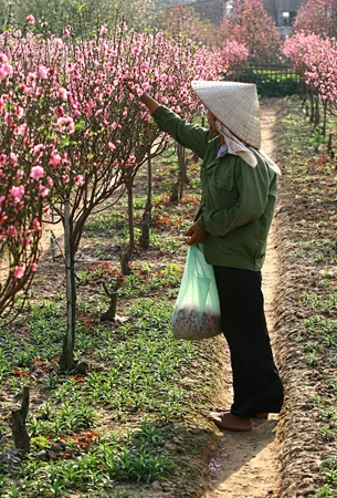 Những vườn đào nở bung dưới ánh nắng và thời tiết nóng như mùa hè. Một gốc đào bích đang nở đẹp nhất, nhưng chưa phải là Tết. Một hình ảnh quen thuộc trên nhiều vườn đào ở Nhật Tân: Những người trồng đào cặm cụi bứt những cánh hoa héo, hoa tàn khỏi cây đào để cho cây khỏi “xuống sắc”. Người nông dân này nói: Đào như thế này nếu để trong nhà thì vẫn đẹp và được lâu; nhưng mà ngoài trời và trước gió thì rụng hết… Đã đến mùa thu hoạch nhưng người trồng đào vẫn chưa thấy được niềm vui. Xe chưa đi mà hoa đã rụng. Rồi đào cũng rời vườn để vào phố, mang theo nỗi buồn, nỗi lo của người trồng, người bán.
