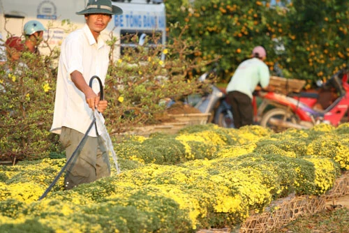 Vào chợ hoa vàng ảnh 5
