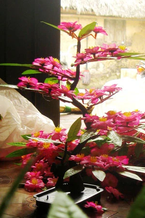 Một cây mai hoàn thiện có giá bán buôn khoảng 30.000 đồng.