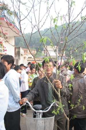 Người đàn ông này ngắm nghía cành đào ưng ý vừa mua được - Ảnh: N. Đông