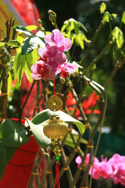 Hội Hoa Xuân lớn nhất ảnh 3 Hội Hoa Xuân lớn nhất ảnh 3