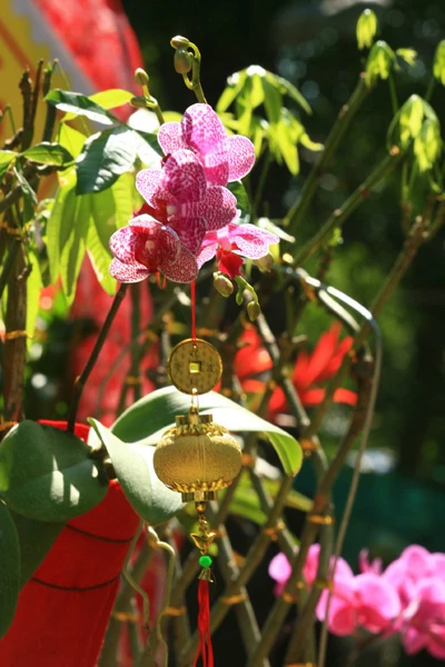 Hội Hoa Xuân lớn nhất ảnh 3 Hội Hoa Xuân lớn nhất ảnh 3