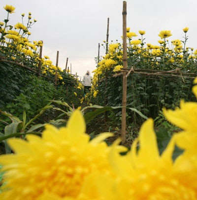 Nhọc lắm làng hoa! ảnh 2 Nhọc lắm làng hoa! ảnh 2