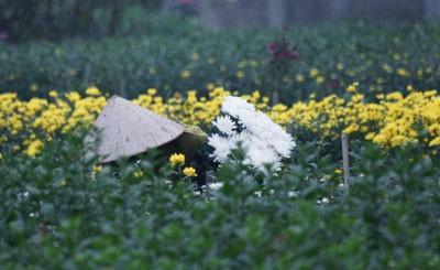 Nhọc lắm làng hoa! ảnh 3 Nhọc lắm làng hoa! ảnh 3