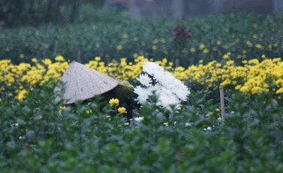 Nhọc lắm làng hoa! ảnh 3