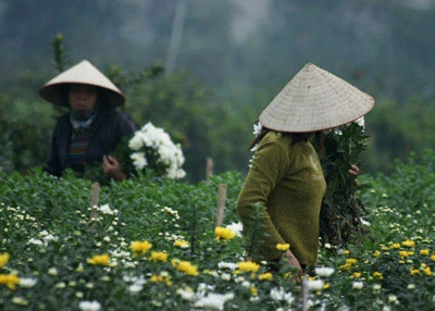 Nhọc lắm làng hoa! ảnh 4