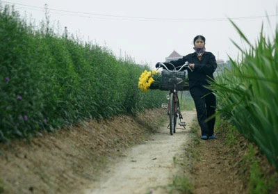 Nhọc lắm làng hoa! ảnh 6