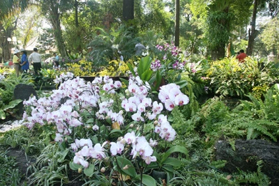 Hội Hoa Xuân lớn nhất ảnh 4 Hội Hoa Xuân lớn nhất ảnh 4