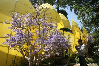 Hội Hoa Xuân lớn nhất ảnh 7 Hội Hoa Xuân lớn nhất ảnh 7