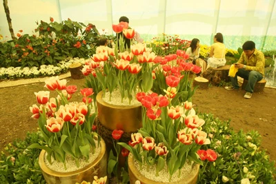 Hội Hoa Xuân lớn nhất ảnh 12 Hội Hoa Xuân lớn nhất ảnh 12