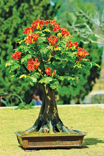 Sức quyến rũ của hoa đất ảnh 1