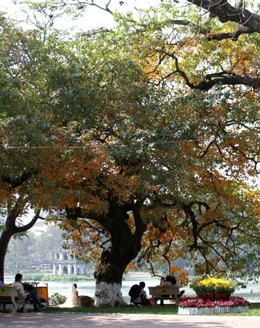 Sắc vàng đang bủa vây, lấn dần những mảng xanh cuối cùng