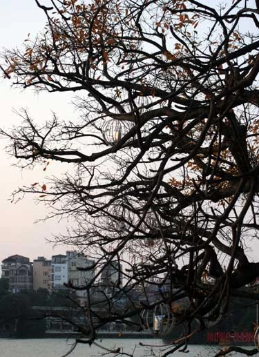 Cành lá khẳng khiu đợi mùa đâm trồi biếc