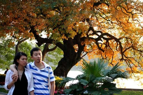 Dưới tán lộ vừng còn là nơi minh chứng tình yêu