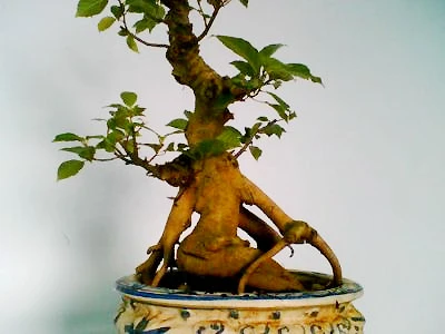 Cây sung. Cây si. Cây đa. Cây sanh.