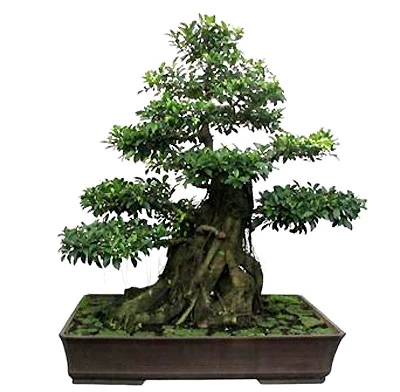 Đón lộc năm mới bằng chậu cây cảnh ảnh 2