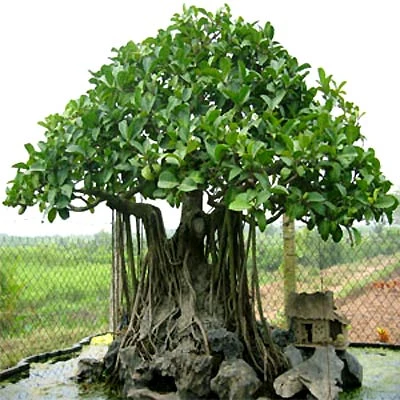 Đón lộc năm mới bằng chậu cây cảnh ảnh 3