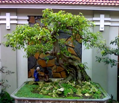 Đón lộc năm mới bằng chậu cây cảnh ảnh 4