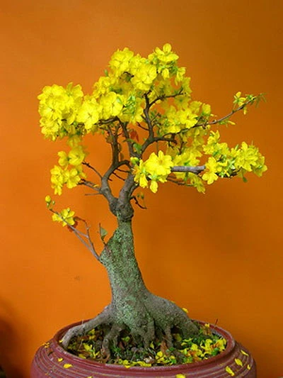 Mai. Lan. Cúc. Trúc.