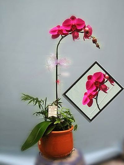 Đón lộc năm mới bằng chậu cây cảnh ảnh 6 Đón lộc năm mới bằng chậu cây cảnh ảnh 6