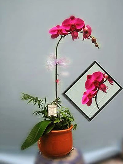 Đón lộc năm mới bằng chậu cây cảnh ảnh 6