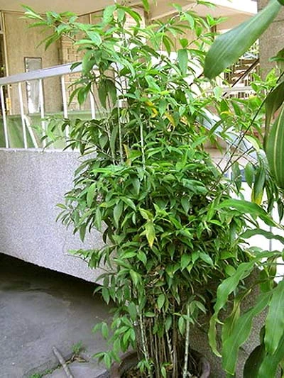 Mai. Lan. Cúc. Trúc.