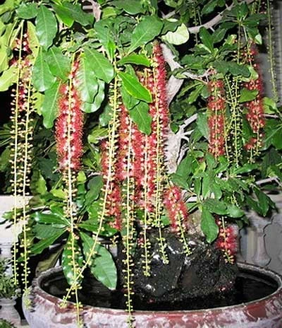 Lộc vừng. Thiên tuế. Vạn niên tùng.