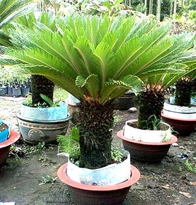 Đón lộc năm mới bằng chậu cây cảnh ảnh 10