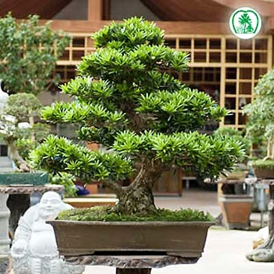 Đón lộc năm mới bằng chậu cây cảnh ảnh 11