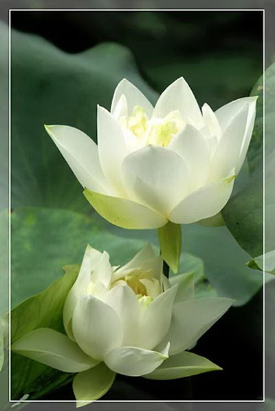 Sen trắng tinh khôi. Đỗ quyên. Hoa Cát tường. Sen trắng tinh khôi. Đỗ quyên. Hoa Cát tường.