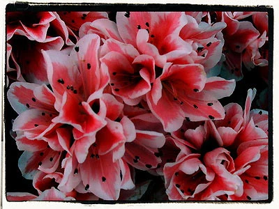 Đón lộc năm mới bằng chậu cây cảnh ảnh 13