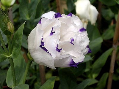 Sen trắng tinh khôi. Đỗ quyên. Hoa Cát tường. Sen trắng tinh khôi. Đỗ quyên. Hoa Cát tường.
