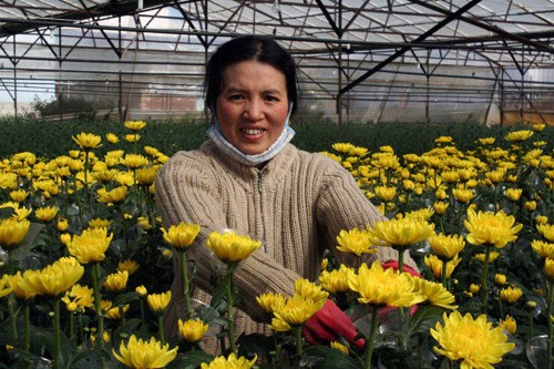 Đà Lạt: Sôi động thị trường hoa Tết ảnh 1 Đà Lạt: Sôi động thị trường hoa Tết ảnh 1