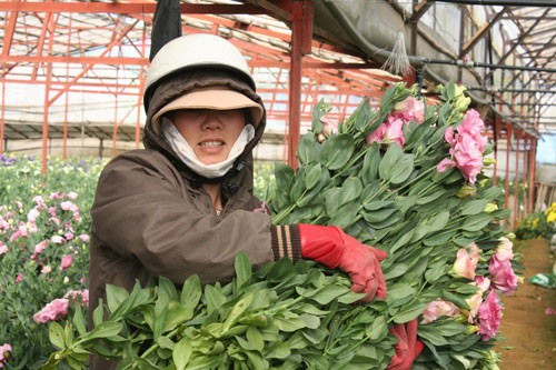 Đà Lạt: Sôi động thị trường hoa Tết ảnh 2 Đà Lạt: Sôi động thị trường hoa Tết ảnh 2