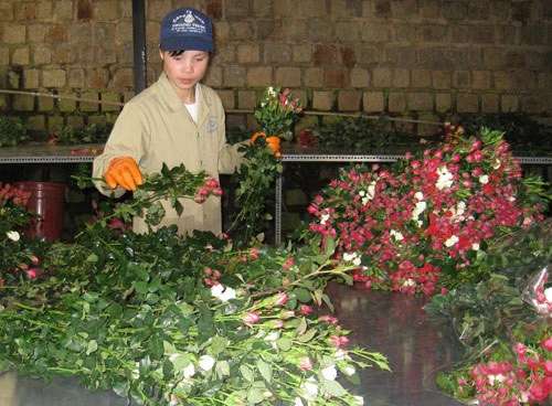 Đà Lạt: Sôi động thị trường hoa Tết ảnh 4