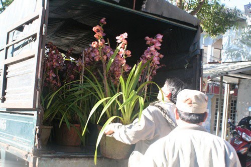 Đà Lạt: Sôi động thị trường hoa Tết ảnh 8 Đà Lạt: Sôi động thị trường hoa Tết ảnh 8
