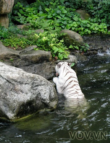 Hổ trắng Bengal tại Vườn thú Singapore ảnh 14