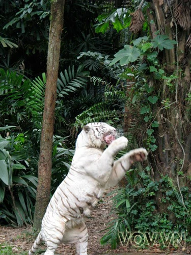 Bắt mồi (thịt gà tươi)