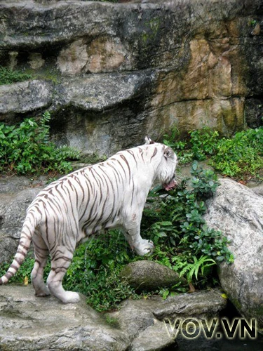 Lần thứ ba đón mồi của hổ trắng trong bữa ăn giữa chiều