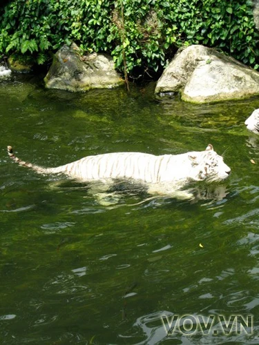 Hổ đực nhỏ nhất đàn đang vồ cá