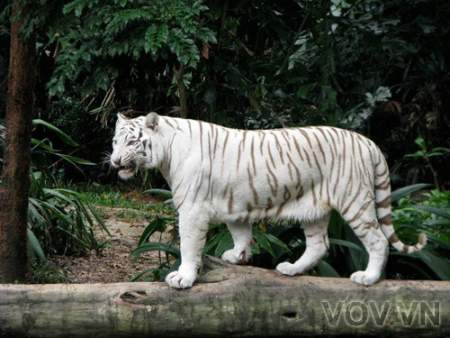 Thi thoảng chúng cũng tỏ ra nôn nóng khi thấy nhiều khách du lịch ồn ào