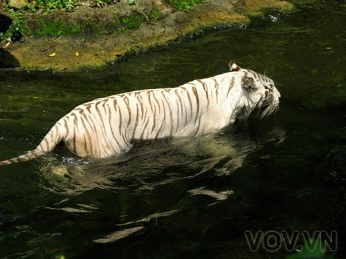 Lội nước cho mát